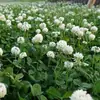 Red Sorrel Seed Bulbs Purple Sorrel Red Flower Lawn Seeds White Clover Four Seasons Seeds Seeds Potted Plants