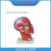 Para tratamiento médico, cabeza y cuello, modelo de nervio vascular adjunto al frente, cabeza y cuello, músculo vascular adjunto, cerebro, modelo de cabeza y cerebro