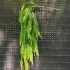 Planta artificial de plástico enredadera colgante Hierba persa Abeto del sur Colgante de pared Ratán de eucalipto enredadera Planta verde Centro comercial Aire Enredadera