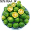 Laranja pequena verde de Hainan, kumquat, limão verde fresco, laranja verde de casca fina, suculenta, fruta da estação, frete grátis, caixa inteira 5 libras, kumquat