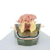 Modelo de Endodontia Vertebral e Magnificação do Nervo Vertebral Modelo Médico de Ensino Sistema Nervoso Modelo Médico Anatômico