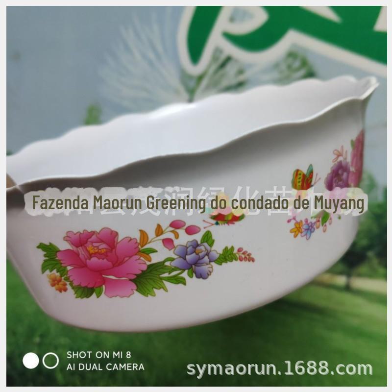 水仙花盆05PG