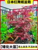 Venta directa de plantones de arce rojo, bonsáis de jardín enanos, plantas en maceta 'Red Dancing Princess' de cuatro estaciones japonesas, plantas maduras para uso en villas exteriores, resistentes