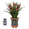 Florais preciosos Orquídeas Mudas de orquídeas com aroma forte Orquídea de tinta Orquídea de primavera Jianlan Orquídea para o ano todo Florais de interior e plantas verdes Plantas em vasos