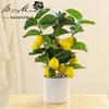 Novas Frutas Pequenas Plantas Envasadas Grandes Direto do Fabricante, Decorações Artificiais Criativas para Casa, Dropshipping, Plantas Verdes Simuladas