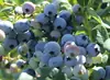 Mudas de Mirtilo F6 Esmeralda, Frutificação Dupla Temporada, Adequadas para Plantio em Regiões do Norte e do Sul, Mudas de Árvore Frutífera em Vasos Originais e Terra, Enviadas com Flores