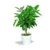 Árvore da Paz em Vaso para Interior Sala de Estar Árvore da Felicidade em Vaso Planta Grande Planta Perene Verde Frete Grátis Liquidação de Tronco Velho