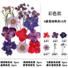 Marcador de Flores Secas Espécimen de Planta Película Selladora Botella Flores Prensadas Recolectadas en Otoño Material Hecho a Mano DIY Flor Transparente