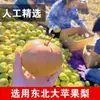 Peras Congeladas del Noreste, Peras de Otoño, Peras Flor de Manzana y Pera, Frutas Frescas de Temporada, Envío en Caja Completa, Peras Negras Grandes, Producidas en Harbin