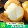 Pera Qiuyue de Laiyang Fruta Fresca 2,5kg Crocante, Doce e Suculenta Colhida na Estação Caixa Fechada Pera Qiuyue de Shandong