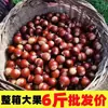 Castañas Frescas 2025 Castañas Nuevas 2.5kg Frescas de Granja Recién Recogidas Castañas Peludas Castañas de Aceite Castañas Grandes No Mianxi 1