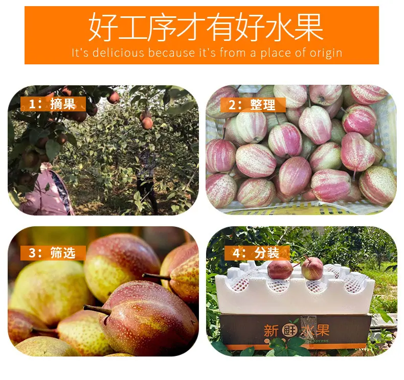 陕西稀世彩虹梨详情图5