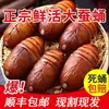 Envío gratis de SF Express: Crisálidas de gusano de seda tussah especialidad del noreste, crisálidas grandes de gusano de seda negras y amarillas frescas vivas, crisálidas grandes del noreste, crisálidas de cigarra 500g