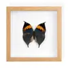 Borboleta Real, Espécie Preciosa de Verão, Ornamento de Mesa de Borboleta Rara, Espécime de Presente, Pintura Decorativa, Espécime de Borboleta, Borboleta Tigre