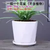Vaso de Cerâmica Respirável com Design Criativo e Único, Tamanho Grande, Liquidação, com Prato Integrado, Adequado para Uso Doméstico, de Alta Qualidade para Plantas Como Jiboia e Lírio-Aranha