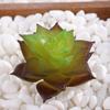 Planta Suculenta Mini Atacado Cabeça de Flor Artificial Pequenos Acessórios para Arranjo de Flores Suculenta Falsa Flor de Plástico Planta Decorativa Planta em Vaso