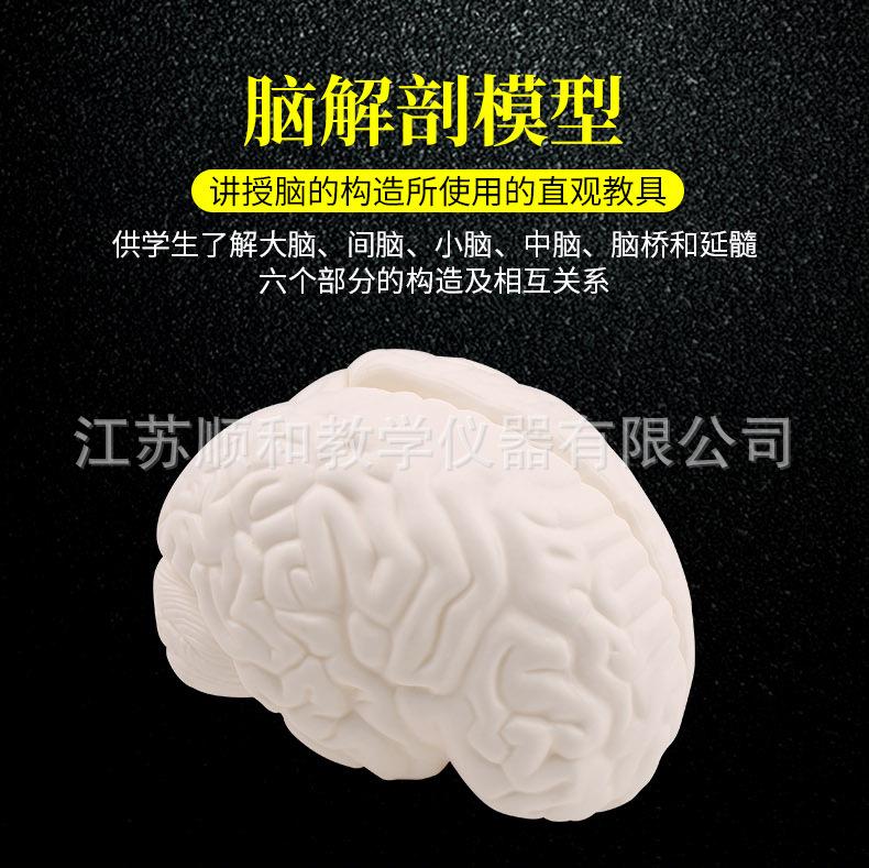 脑解剖模型_01.jpg