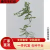 Dropshipping Bordo Japonês Bordo do Riacho Bonsai de Bordo Plantas para Pátio Varanda Sempre-vivas Fáceis de Cultivar