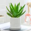 Planta de aire fresco de interior en maceta de aloe vera para sala de estar, escritorio, suculentas resistentes a la radiación, flores y plantas verdes fáciles de cultivar en todas las estaciones.