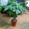 Árbol del Dinero Planta en Maceta Grande Interior Sala de Estar Oficina Planta Perenne de Cuatro Estaciones Árbol de la Fortuna de Apertura Planta Verde Grande