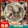 Hongos Shiitake de Tilo de Yunnan, Hongos Shiitake Secos, Hongos Secos, Hongos Comestibles Saludables a Granel, Ingredientes para Caldo de Hongos
