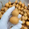 Venda Direta de Fábrica de Cabaças Naturais para Brinquedos, Pequenos Enfeites de Escritório, Cabaceiras com Torneiras, Cabos de Brinquedo, Atacado