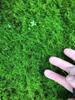Musgo de cabelo branco fresco, musgo cinza pequeno, musgo verde, musgo verde aveludado curto, musgo de penas grande, musgo de chuva, musgo estrela, jarra de água e terra, jarra de floresta tropical