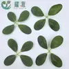 Plantas Verdes Artificiales, Hojas de Dinero Artificiales, Rosas Artificiales, Flores de Seda, Plantas Estilo Bosque, Accesorios para Manualidades, Hojas de Árbol Falsas para Decoración