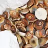 Juguetes de Excavación Arqueológica de Fósiles Naturales Caja Sorpresa Fósiles de Animales y Plantas Marinas Paleontológicas Dientes Esqueleto Piedra Bruta Venta al por Mayor