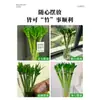Dragón de Bambú Wenchang Bambú 4 Piezas con Raíces para Cultivo en Agua, Bambú Rico y Próspero, Plantas de Alto Cultivo en Agua, Plantas de Interior para Sala de Estar