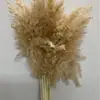 Flores de Caña Secas Ins Estilo Nórdico Flores Eternas Hierba de la Pampa Amazon Venta Caliente al por Mayor Ramo de Flores Estilo Ins Plantas