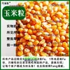 Grãos de milho materiais medicinais chineses grão grande grão médio grão pequeno fubá de milho fubá de milho produzido na fazenda