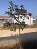 Una pieza de plantones de osmanthus, osmanthus dorado de agosto, osmanthus, patio, casa grande, plantas en maceta resistentes al frío, cuatro