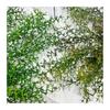 Xiaoqing ar fresco alça pequena alça coral planta artificial casa arranjo de flores decoração falsa planta decoração fábrica atacado direto