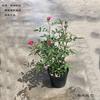 Rosa Mini Ultra-Miniatura que Florece Todo el Año Bola de Musgo de Rosa Alféizar de Ventana de Balcón Mesa Verde Shihai