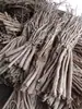 Fatias de Astragalus de Gansu, Fatias Grandes, Fornecimento Direto do Fabricante, Fatias de Unha para Atacado