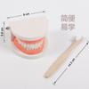 Materiales de Enseñanza Montessori Juego Infantil de Cepillado y Lavado Juguetes Educativos de Educación Temprana Dentaduras Postizas Modelo Dental Preescolar Cognitivo Dientes