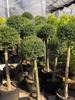 Dropshipping Ligustro Brilhante, Ligustro Folha Dourada, Ligustro de Folha Pequena, Planta de Vaso para Exterior, Fácil de Cultivar e Manter, Perene
