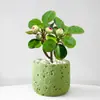 Planta Verde Pequeña en Maceta con Frutos, Maceta de Cerámica Árbol Bodi, Adorno de Escritorio Estilo Zen Chino, Fácil de Cuidar