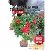 Camelia Xiangfei en maceta con brotes, flor roja de cinco colores, fácil de cultivar en interiores, florece en cualquier estación.
