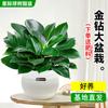 Planta Grande em Vaso Diamante Dourado, Planta Verde Hidropônica de Escritório Princesa Verde, Planta de Folha Grande Suculenta Monstera para Remover Formaldeído