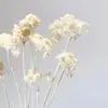 Flores Secas Creme Branco Flores Preservadas Buquê de Flores Reais Ornamento Decoração Natural Arte de Unhas Decoração de Dormitório Pegue Penglai