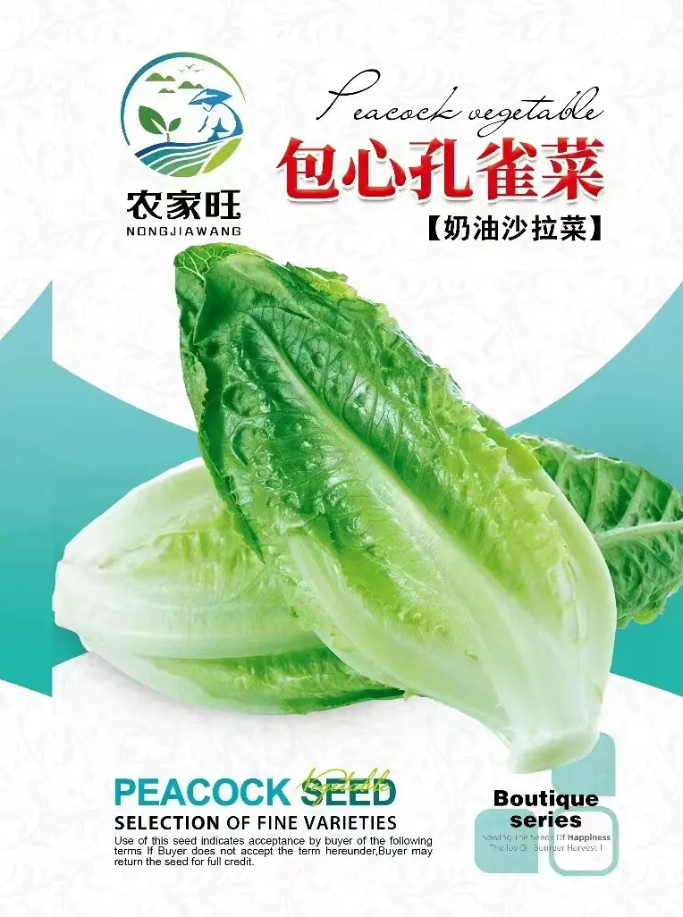包心孔雀菜_副本