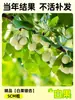 Envío directo de plantones de ginkgo con hojas verde doradas tempranas, adecuados para plantar en patios y villas, se pueden cultivar tanto en el norte como en el sur, grandes árboles ornamentales paisajísticos en macetas