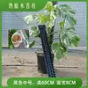 Pilares de Musgo, Plantas Trepadeiras Monstera para Parede, Plantas Epífitas Fixas Tolerantes ao Calor, Pilares Trepadores, Novo Tipo de Pilares de Mesa d'Água