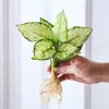 Planta em Vaso Vermelho Geely, Planta Verde Ruyi Rainha Elefante Branco Hidropônica, Planta de Folha Decorativa para Mesa de Escritório, Flor Fácil de Cuidar