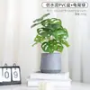 Lujo Ligero Estilo Escandinavo Planta Potos Simulada Bonsái Flores Artificiales Adornos Hoja de Tortuga Maceta Mesa Decoraciones de Flores Falsas