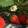 Siembra de Fresas Semillas de Hortalizas Sembradas en Cuatro Estaciones Balcón Familiar Macetas Fruta Crema Invierno Colza Hongyan Zhang Ji Jiuxiang