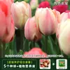Tulipán Importado de Holanda Bulbos Grandes Flor de Cuatro Estaciones Cultivo Hidropónico en Tierra Semillas de Flores Resistentes al Frío Plantas Hidropónicas para Interior Balcón