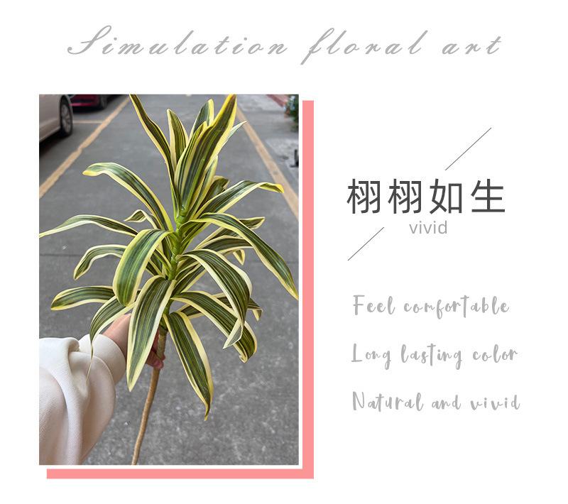 聚美-金边百合竹-详情_02.jpg